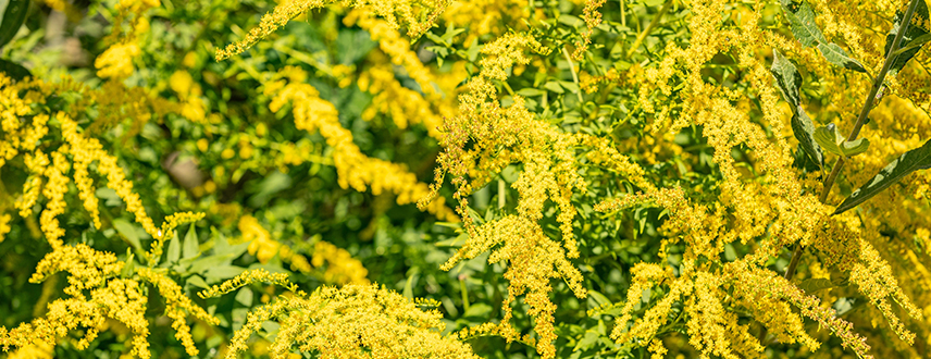 Fall allergy season may be unavoidable, but it doesn't have to ruin the season.