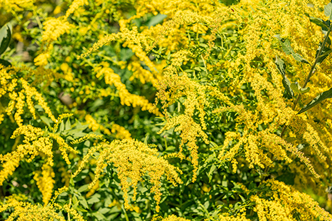 Fall allergy season may be unavoidable, but it doesn't have to ruin the season.